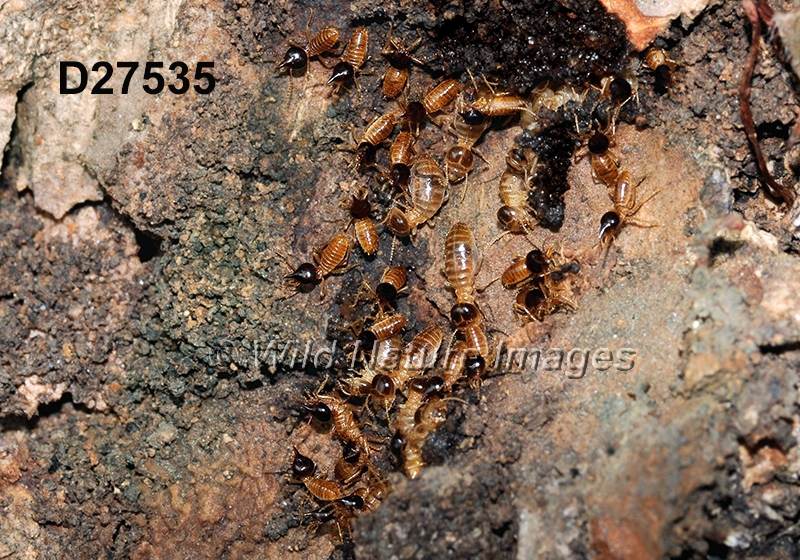 Nasutitermes corniger