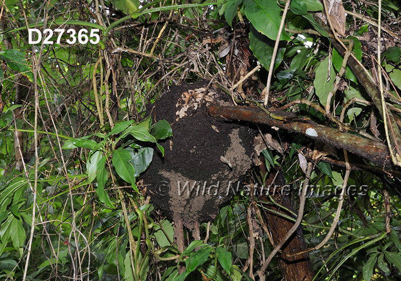 Nasutitermes corniger nest