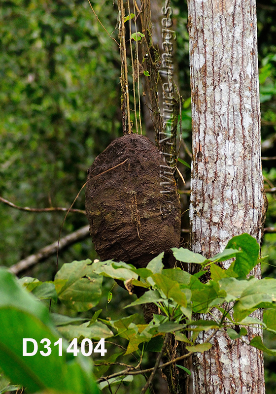 Nasutitermes ephratae