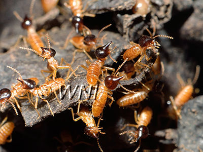 Isoptera Termites