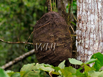Termite-nest