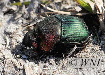 Scarab Beetles (Scarabaeidae)