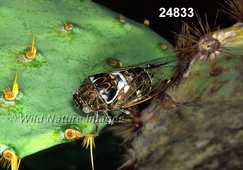 Cacama-variegata