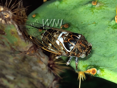 Cacama-variegata Variegated-Cactus-Dodger