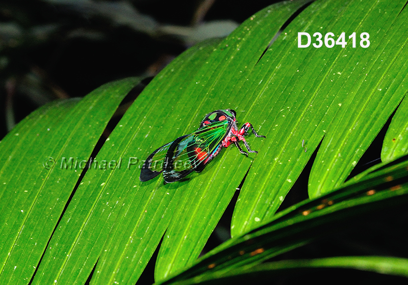 Carineta diardi, Cicadidae