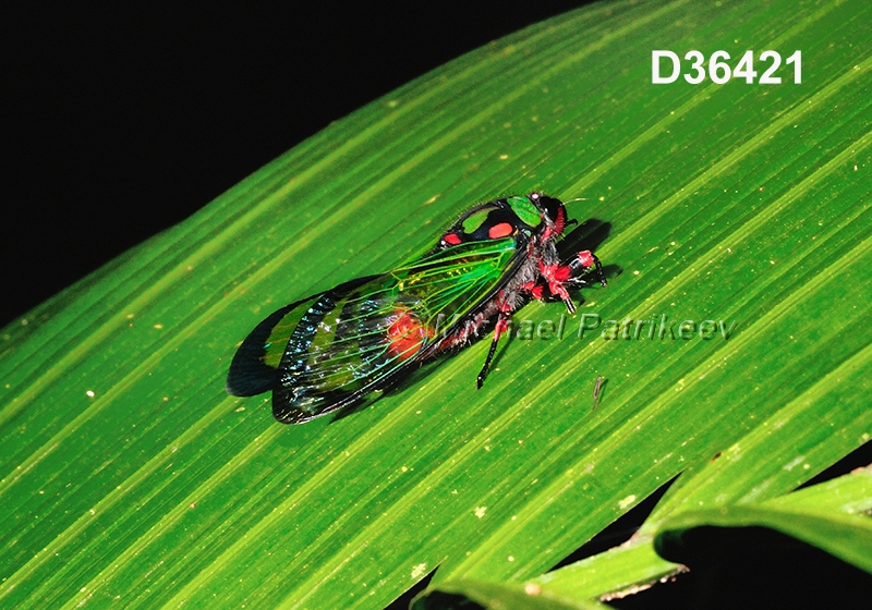 Carineta diardi, Cicadidae