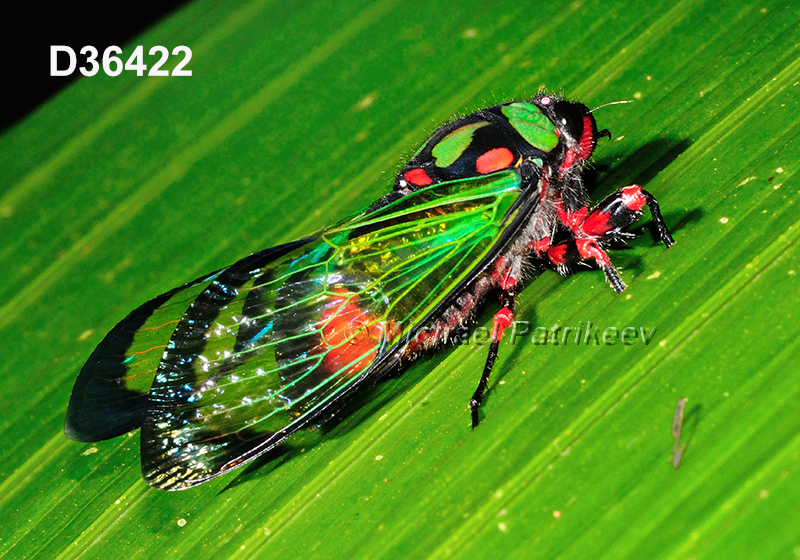 Carineta diardi, Cicadidae