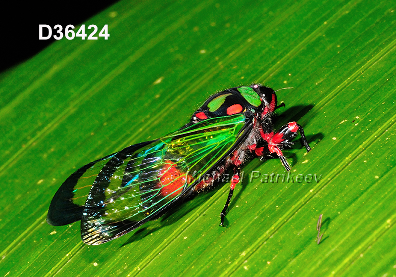 Carineta diardi, Cicadidae
