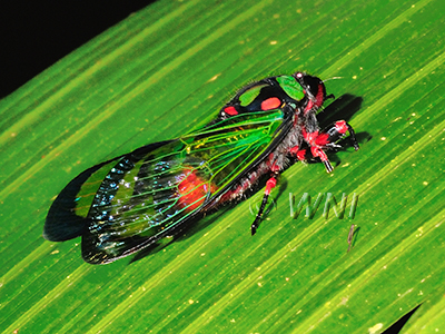 Carineta diardi, Cicadidae