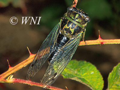 Cicadidae (Cicadas, Hemiptera)