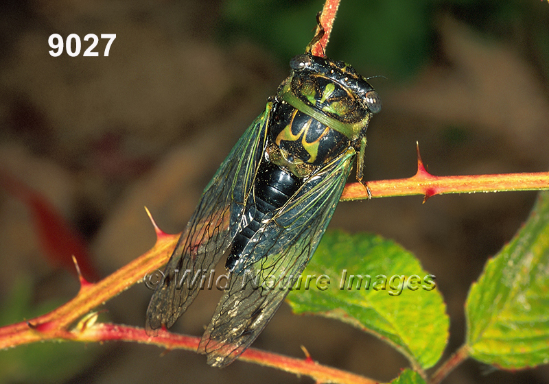 Neotibicen-linnei 
