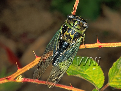 Neotibicen-linnei Linne's-Cicada