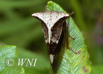 True Treehoppers and Thorn Bugs (Membracidae)