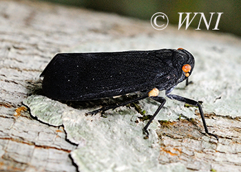 Lantern Flies (Fulgoridae)