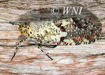 Lantern Flies (Fulgoridae)