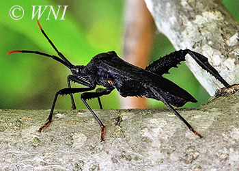 Leaf-footed Bugs (Coreidae)