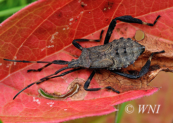 Leaf-footed Bugs (Coreidae)