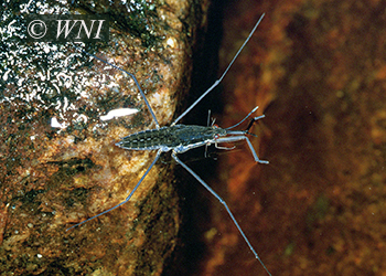 Water Striders (Gerridae)