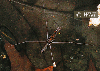 Water Striders (Gerridae)