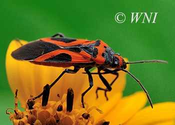 Lygaeidae (Seed Bugs)