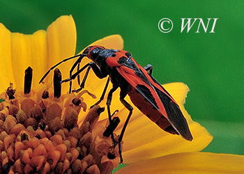 Seed Bugs (Lygaeidae)