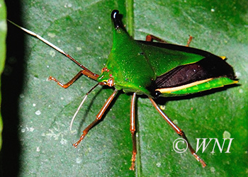 Stink Bugs (Pentatomidae)