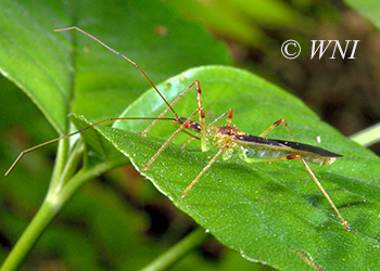 Assassin Bugs (Reduviidae)