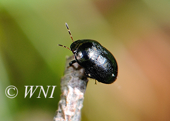 Ebony Bugs (Thyreocoridae)