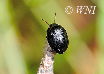 Thyreocoridae (Ebony Bugs)