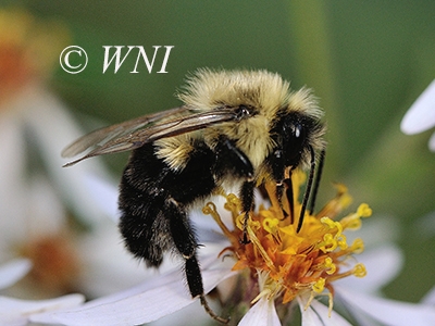 Bombus-impatiens common-eastern-bumble-bee