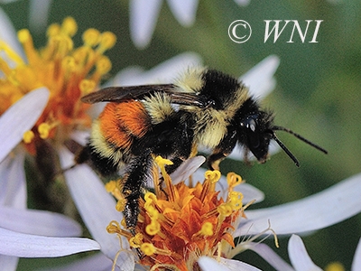 Bombus-ternarius tricolored-bumble-bee