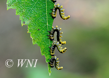 Common Sawflies (Tenthredinidae)