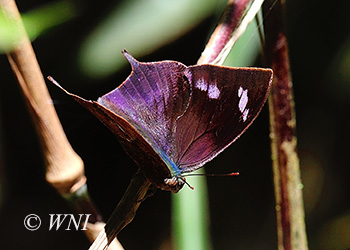 Leafwings (Charaxinae)