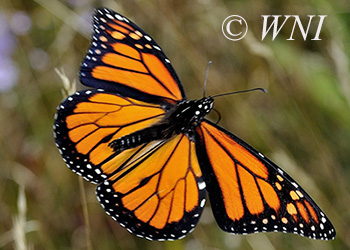 Milkweed Butterflies (Danainae)