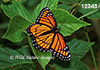 Limenitis-archippus