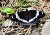 Limenitis-arthemis