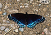Limenitis-arthemis