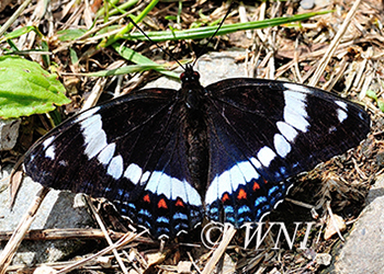 Limenitidinae admirals