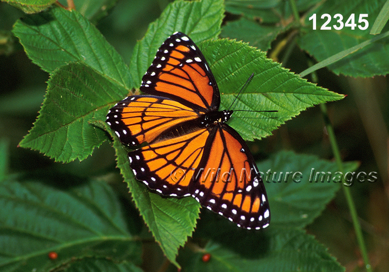 Limenitis-archippus viceroy