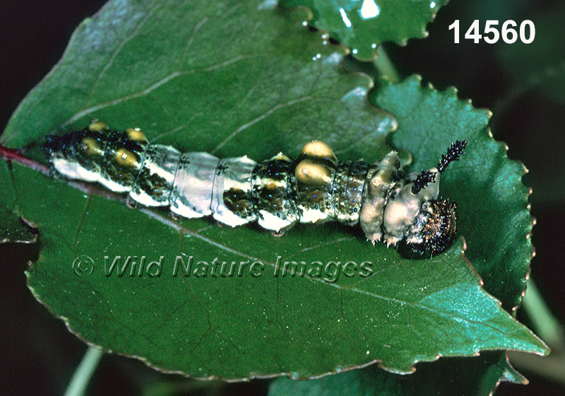 Limenitis-archippus viceroy caterpillar