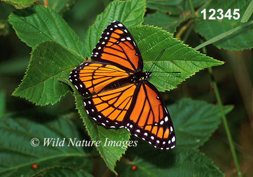 Limenitis-archippus viceroy