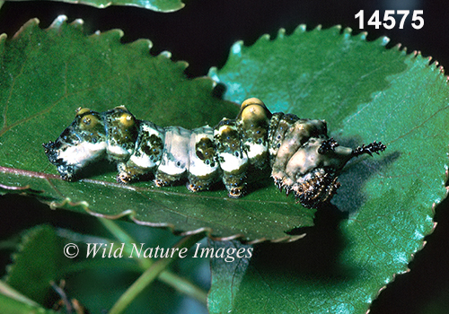 Limenitis-archippus viceroy caterpillar
