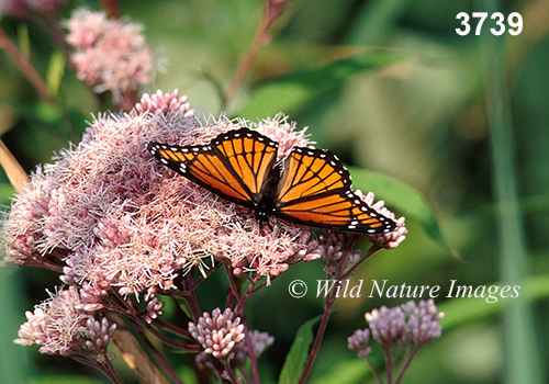 Limenitis-archippus viceroy