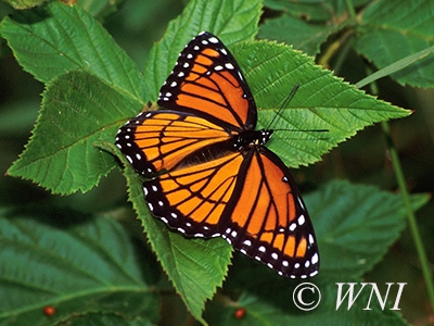 Limenitis-archippus viceroy