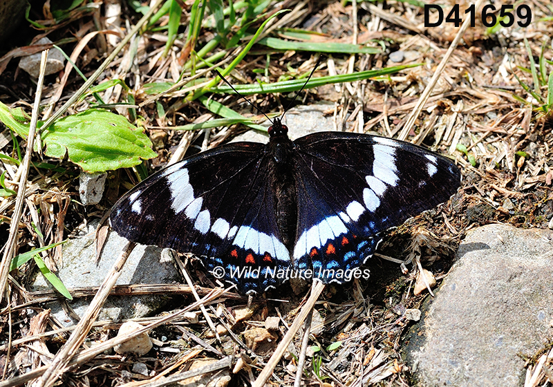 Limenitis-arthemis-arthemis White-Admiral