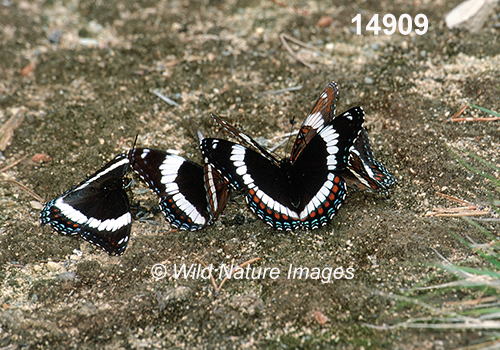 Limenitis-arthemis-arthemis White-Admiral