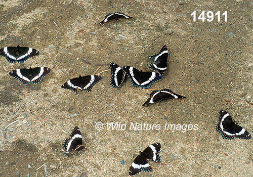 Limenitis-arthemis-arthemis White-Admiral