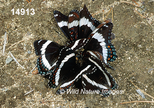 Limenitis-arthemis-arthemis White-Admiral