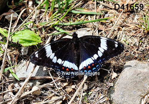 Limenitis-arthemis-arthemis White-Admiral