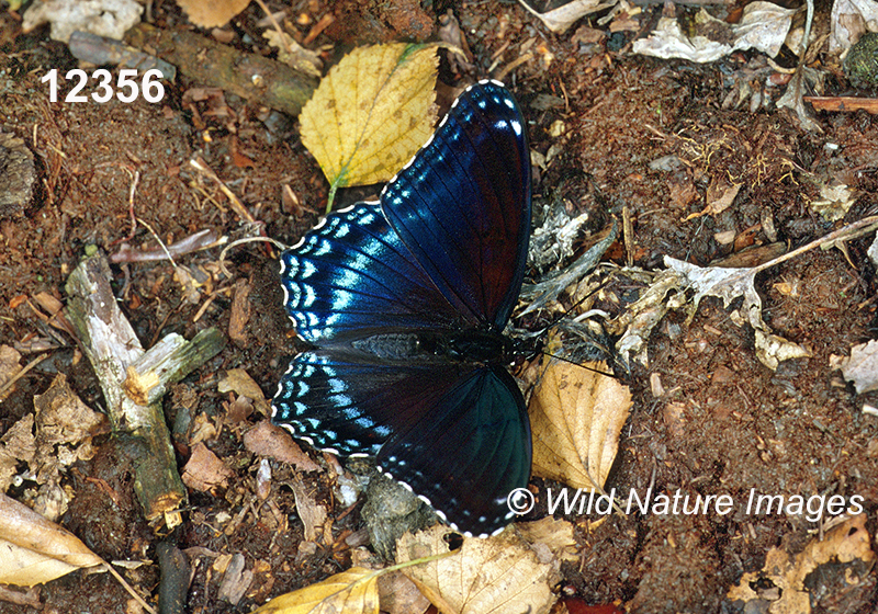 Limenitis-arthemis-astyanax Red-Spotted-Purple